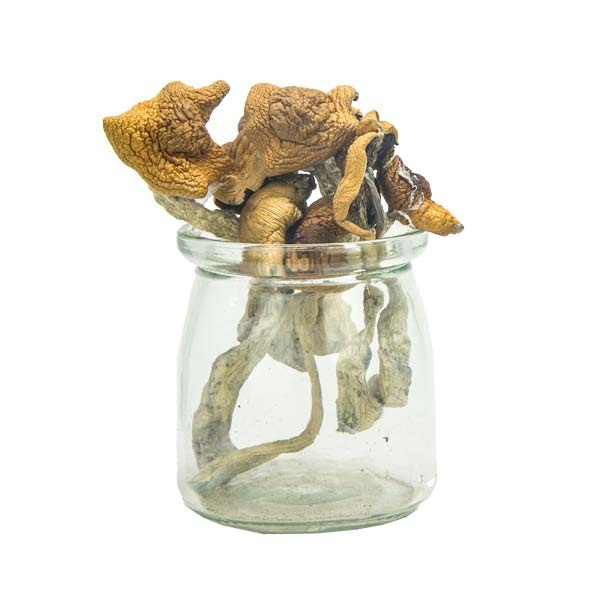 Mungus – Aztec Gods Magic Mushrooms (PREMIUM)